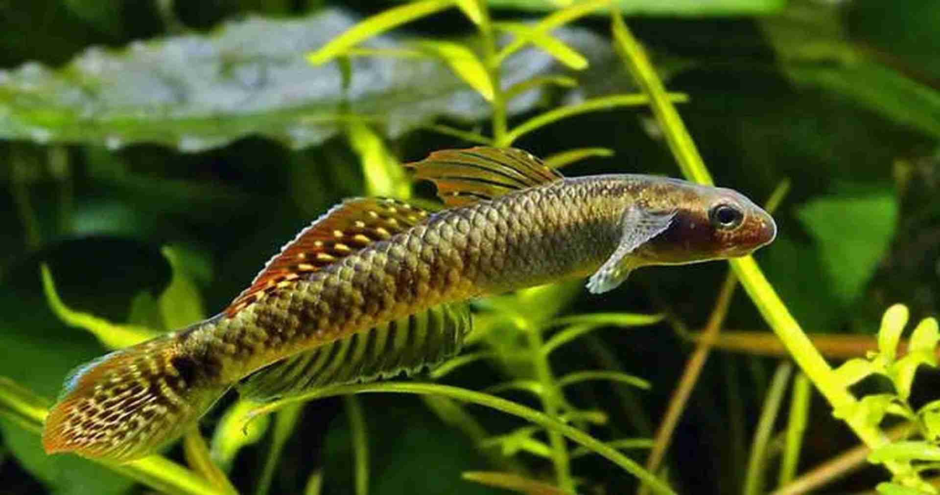 Babka tęczowa (Stiphodon ornatus). Cetarius
