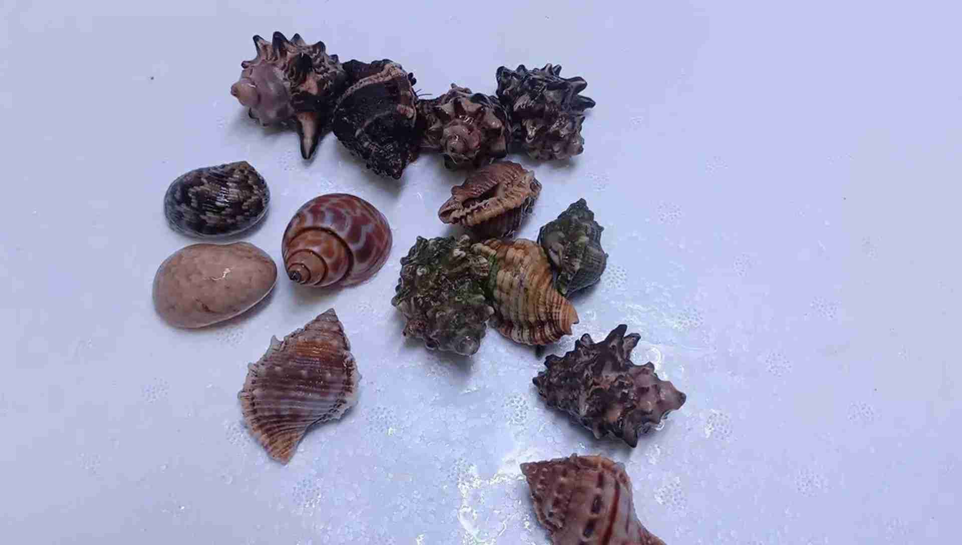 Krab pustelnik Coenobita rugosus. Cetarius