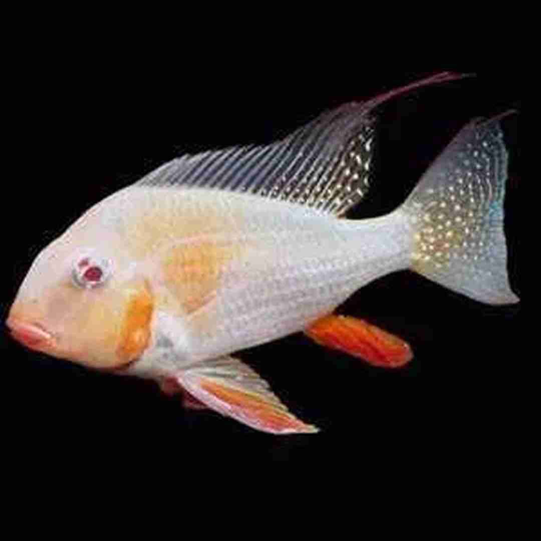 Kopik Heckela ALBINOS - Ziemiojad (Acarichthys heckelii). Cetarius