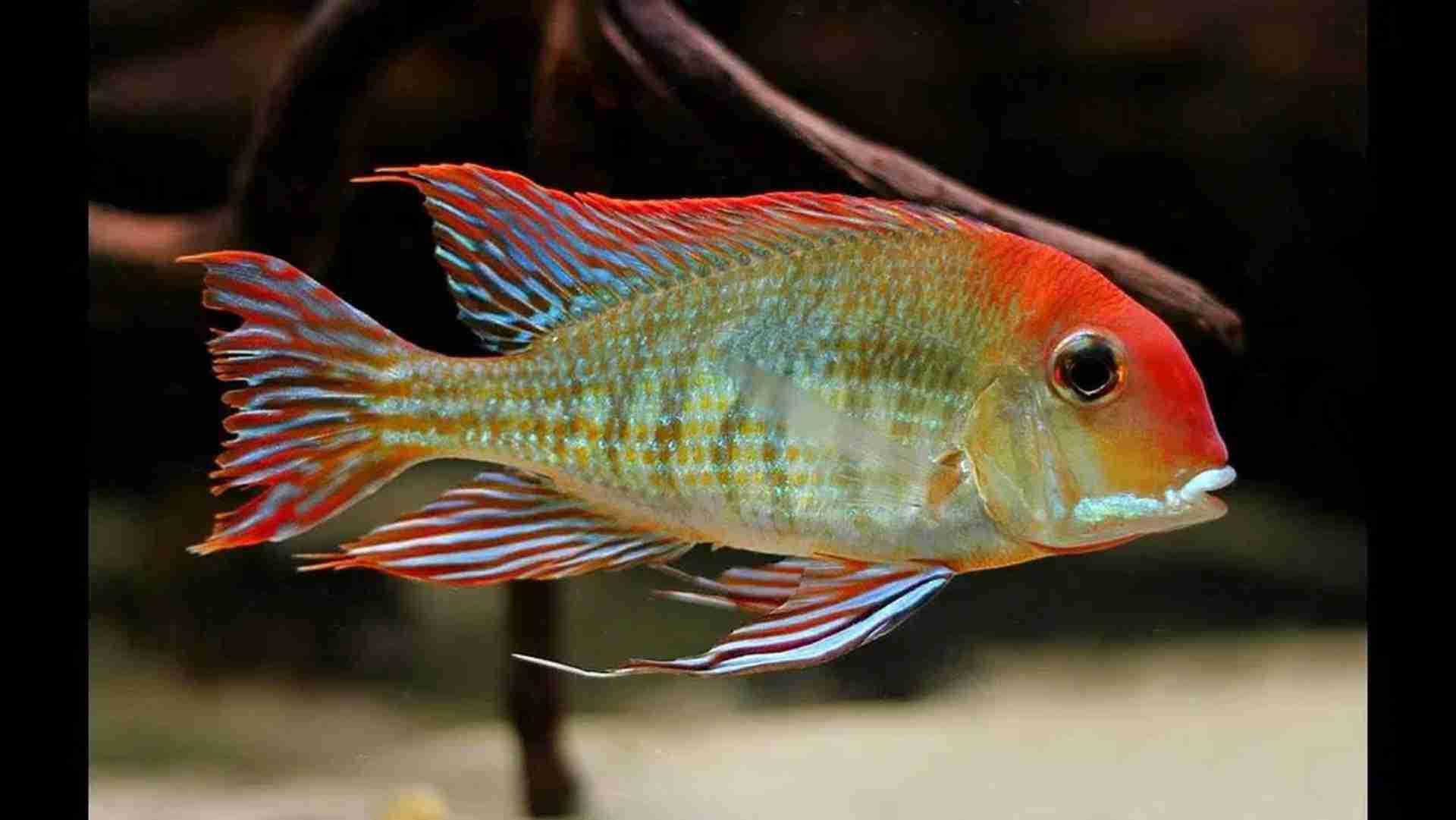 Ziemiojad orange head Tapajos XL. Cetarius