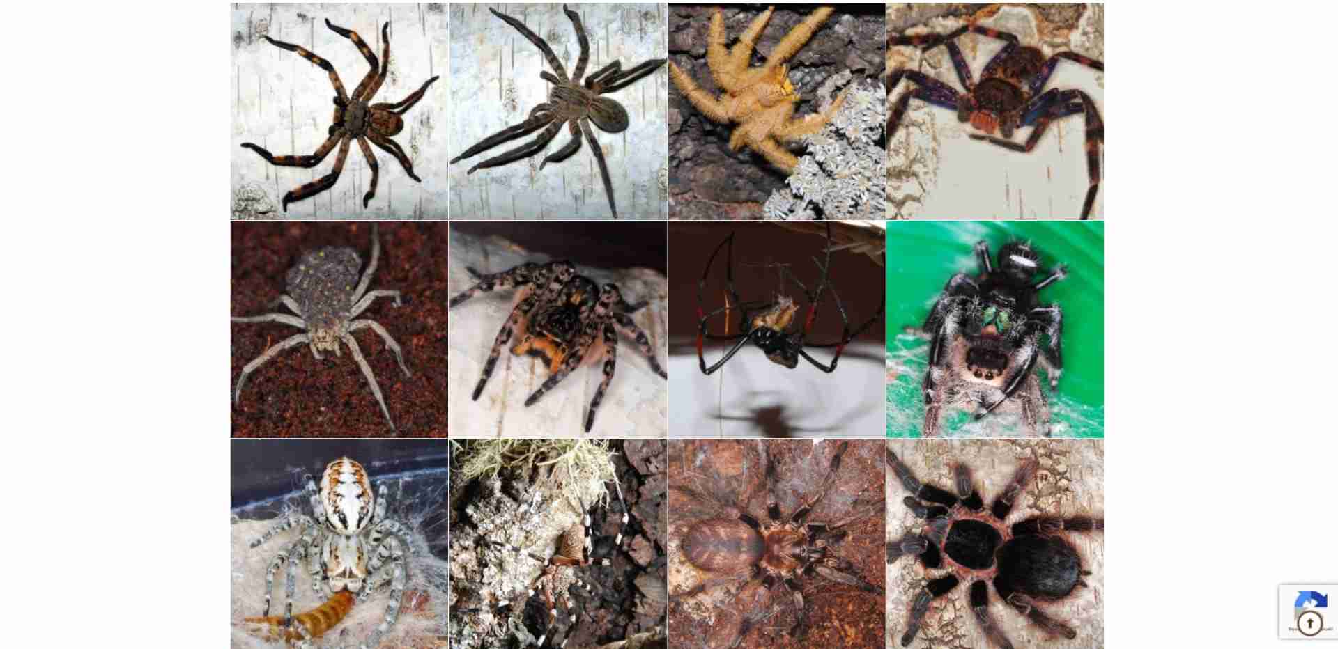 Spider Shop