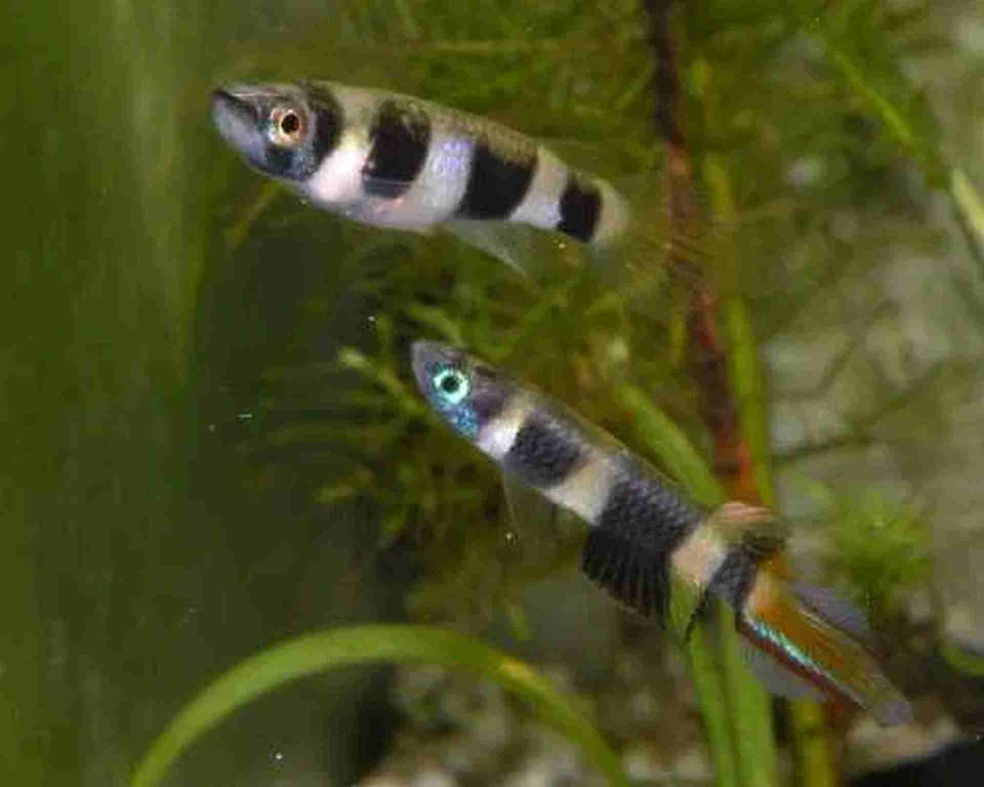 Promocja Szczupieńczyk karłowaty (Epiplatys annulatus)